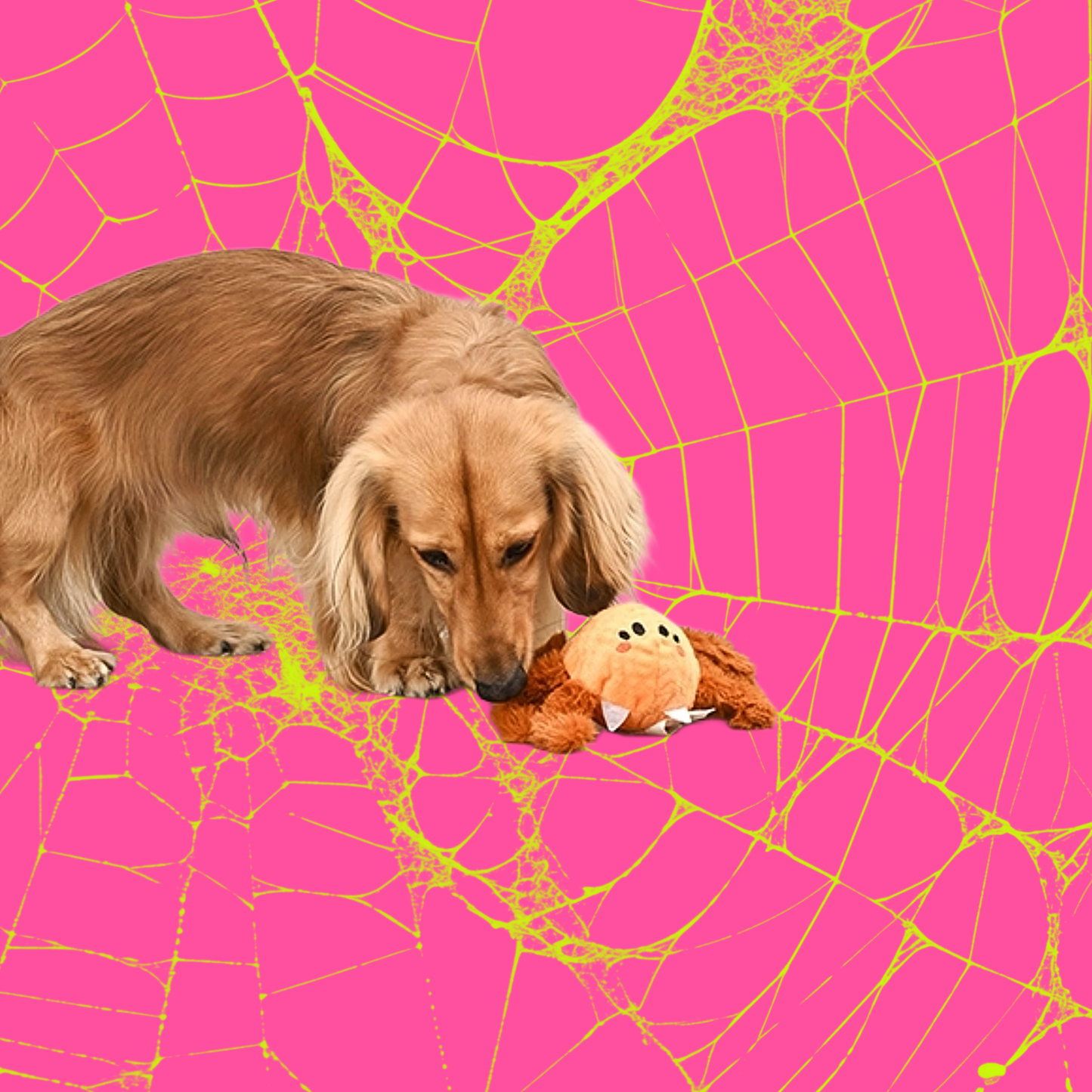 Spooky Spooder Dog Toy