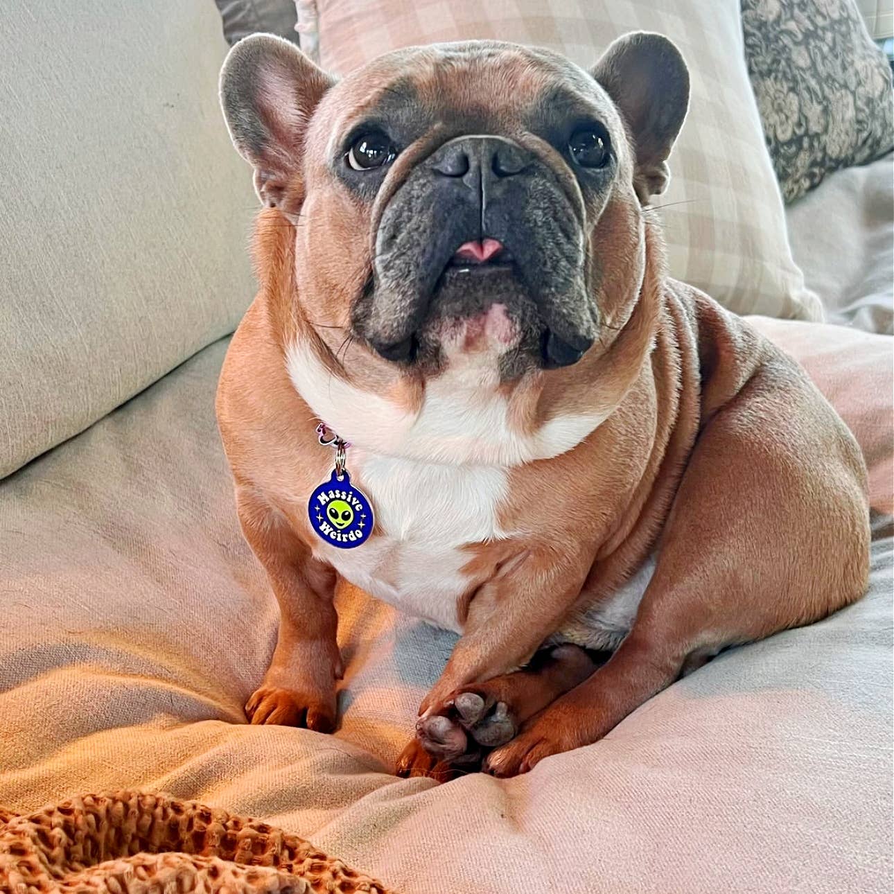 Massive Weirdo Collar Tag