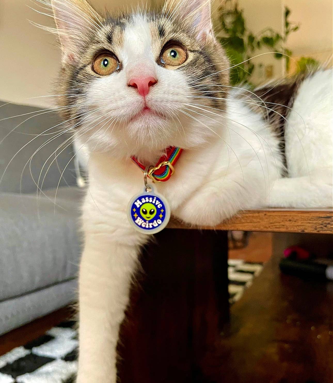 Massive Weirdo Collar Tag