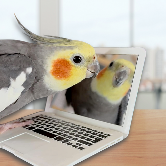 As Purr My Last Email Pet Mirror