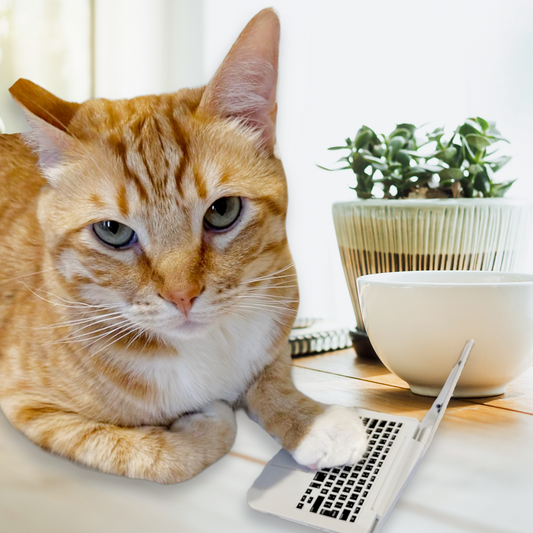 As Purr My Last Email Pet Mirror